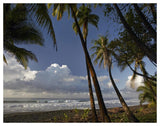 Palm Trees On The Beach Near Marino Ballena National Park, Costa Rica-Paper Art-50,,X38,,