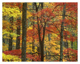Maple Trees In Autumn, Great Smoky Mountains National Park, Tennessee-Paper Art-18,,X14,,