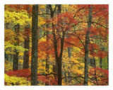 Maple Trees In Autumn, Great Smoky Mountains National Park, Tennessee-Paper Art-26,,X20,,