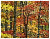 Maple Trees In Autumn, Great Smoky Mountains National Park, Tennessee-Paper Art-50,,X38,,