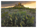 Opuntia And Hoodoos, Big Bend National Park, Chihuahuan Desert, Texas-Paper Art-18,,X14,,