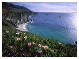 Ice Plant Or Hottentot Fig Big Sur Coast Near Bixby Creek, California-Paper Art-18,,X14,,