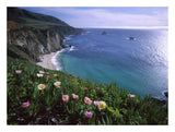 Ice Plant Or Hottentot Fig Big Sur Coast Near Bixby Creek, California-Paper Art-26,,X20,,