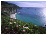 Ice Plant Or Hottentot Fig Big Sur Coast Near Bixby Creek, California-Paper Art-42,,X32,,