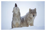 Timber Wolves Close-Up Portrait Of Pair Howling In Snow, North America-Paper Art-20,,X14,,