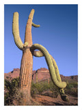 Ajo Mountains And Saguaro Organ Pipe Cactus National Monument, Arizona-Paper Art-20,,X26,,
