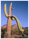 Ajo Mountains And Saguaro Organ Pipe Cactus National Monument, Arizona-Paper Art-38,,X50,,