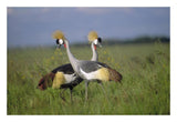 Grey Crowned Crane Couple Courting, Masai Mara National Reserve, Kenya-Paper Art-26,,X18,,