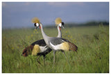 Grey Crowned Crane Couple Courting, Masai Mara National Reserve, Kenya-Paper Art-62,,X42,,