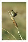 Marsh Wren Singing While Perching On A Common Cattail, Alberta, Canada-Paper Art-18,,X26,,