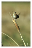 Marsh Wren Singing While Perching On A Common Cattail, Alberta, Canada-Paper Art-22,,X32,,