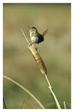 Marsh Wren Singing While Perching On A Common Cattail, Alberta, Canada-Paper Art-26,,X38,,