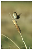 Marsh Wren Singing While Perching On A Common Cattail, Alberta, Canada-Paper Art-34,,X50,,