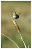 Marsh Wren Singing While Perching On A Common Cattail, Alberta, Canada-Paper Art-42,,X62,,