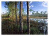 Pond Near The Loxahatchee River, Jonathan Dickinson State Park, Florida-Paper Art-18,,X14,,