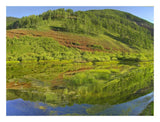 Rico Mountains Reflected In Dolores River Backwater Near Rico, Colorado-Paper Art-26,,X20,,