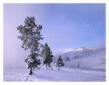Snow-Covered Pines With Half Moon In Yellowstone National Park, Wyoming-Paper Art-34,,X26,,