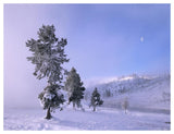 Snow-Covered Pines With Half Moon In Yellowstone National Park, Wyoming-Paper Art-50,,X38,,