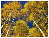 Aspen Grove In Fall Colors, Maroon Bells, Snowmass Wilderness, Colorado-Paper Art-42,,X32,,