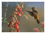 Broad-Tailed Hummingbird Feeding On Flower Nectar, Santa Fe, New Mexico-Paper Art-26,,X20,,