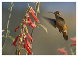 Broad-Tailed Hummingbird Feeding On Flower Nectar, Santa Fe, New Mexico-Paper Art-42,,X32,,