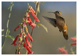 Broad-Tailed Hummingbird Feeding On Flower Nectar, Santa Fe, New Mexico-Paper Art-50,,X38,,