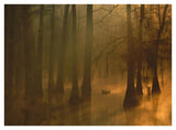 Mallard Pair In Cypress Swamp, Calcasieu River, Lake Charles, Louisiana-Paper Art-42,,X32,,