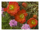 Claret Cup Cactus And Verbena Detail Of Flowers In Bloom, North America-Paper Art-26,,X20,,