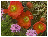 Claret Cup Cactus And Verbena Detail Of Flowers In Bloom, North America-Paper Art-50,,X38,,