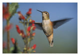 Rufous Hummingbird Feeding On The Nectar Of A Desert Figwort New Mexico-Paper Art-32,,X22,,