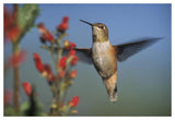 Rufous Hummingbird Feeding On The Nectar Of A Desert Figwort New Mexico-Paper Art-50,,X34,,