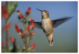 Rufous Hummingbird Feeding On The Nectar Of A Desert Figwort New Mexico-Paper Art-62,,X42,,