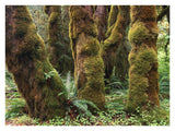 Mossy Big-Leaf Maples, Hoh Rainforest, Olympic National Park, Washington-Paper Art-34,,X26,,