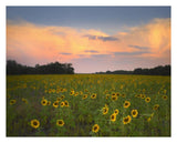 Common Sunflower Field Near Flint Hills National Wildlife Refuge, Kansas-Paper Art-30,,X24,,