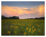 Common Sunflower Field Near Flint Hills National Wildlife Refuge, Kansas-Paper Art-37,,X30,,