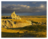 Mule Deer Trio In The Grasslands Of Badlands National Park, South Dakota-Paper Art-37,,X30,,