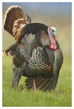 Wild Turkey Male In Cortship Display, Palo Duro Canyon State Park, Texas-Paper Art-34,,X50,,
