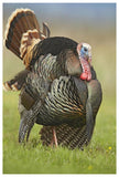 Wild Turkey Male In Cortship Display, Palo Duro Canyon State Park, Texas-Paper Art-42,,X62,,