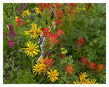 Orange Sneezeweed And Indian Paintbrush Flowers In Meadow, North America-Paper Art-37,,X30,,