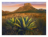 Casa Grande Butte With Agave In Foreground, Big Bend National Park, Texas-Paper Art-26,,X20,,