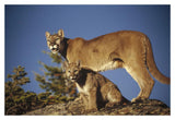 Mountain Lion Or Cougar Mother With Kitten, North America, Captive Animal-Paper Art-20,,X14,,