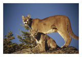 Mountain Lion Or Cougar Mother With Kitten, North America, Captive Animal-Paper Art-26,,X18,,
