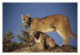 Mountain Lion Or Cougar Mother With Kitten, North America, Captive Animal-Paper Art-32,,X22,,