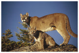 Mountain Lion Or Cougar Mother With Kitten, North America, Captive Animal-Paper Art-62,,X42,,