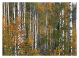 Aspen Trees In Fall Colors, Lost Lake, Gunnison National Forest, Colorado-Paper Art-34,,X26,,