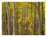 Aspen Trees In Autumn, Santa Fe National Forest Near Santa Fe, New Mexico-Paper Art-26,,X20,,