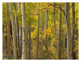 Aspen Trees In Autumn, Santa Fe National Forest Near Santa Fe, New Mexico-Paper Art-34,,X26,,