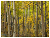 Aspen Trees In Autumn, Santa Fe National Forest Near Santa Fe, New Mexico-Paper Art-42,,X32,,
