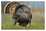Wild Turkey Male In Courtship Display, Palo Duro Canyon State Park, Texas-Paper Art-20,,X14,,