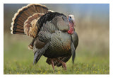 Wild Turkey Male In Courtship Display, Palo Duro Canyon State Park, Texas-Paper Art-32,,X22,,